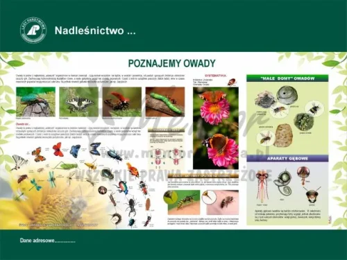 54. Poznajemy owady.webp