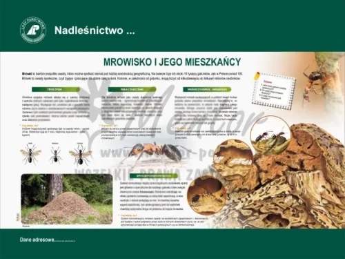 55. Mrowisko.webp