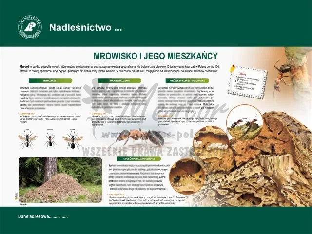 55. Mrowisko.webp