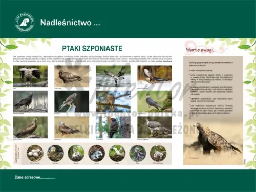 48. PTAKI SZPONIASTE.webp