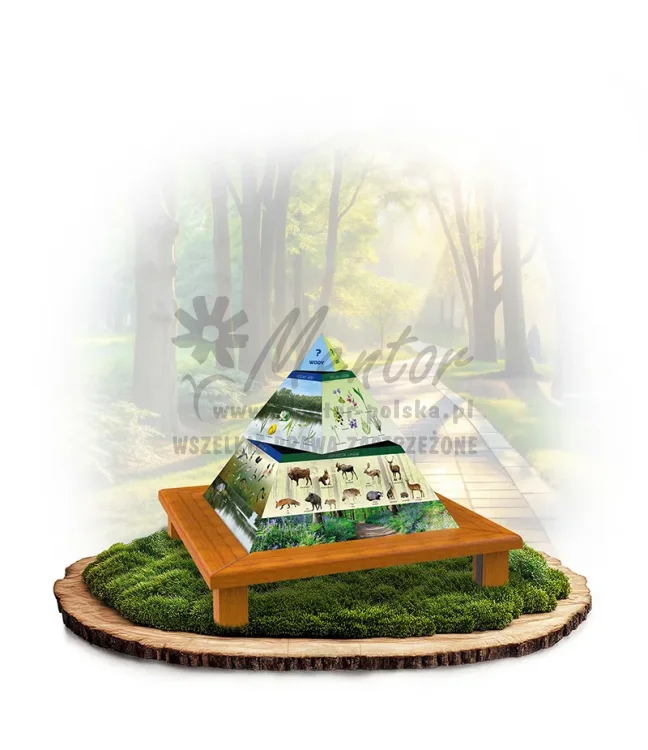 Piramida_dąb_mini_webp.webp