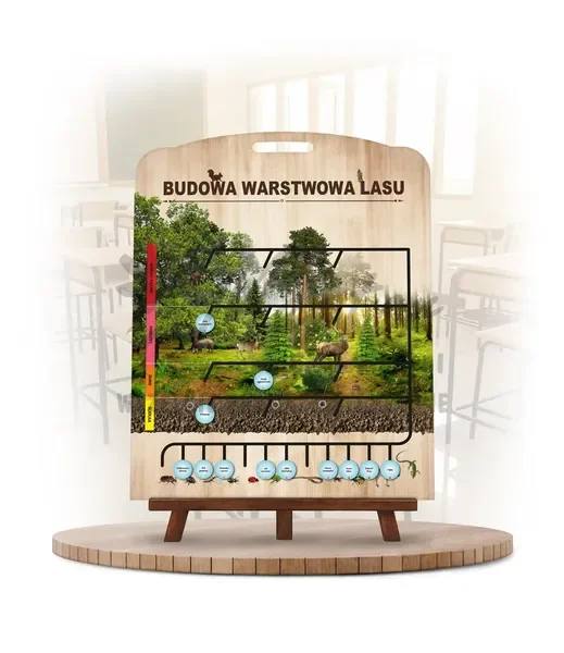 Labirynt Wiedzy - Budowa lasu