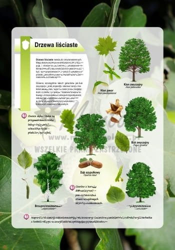 Czas zaklęty w drzewach...  - tablica 2 - wizualizacja poglądowa