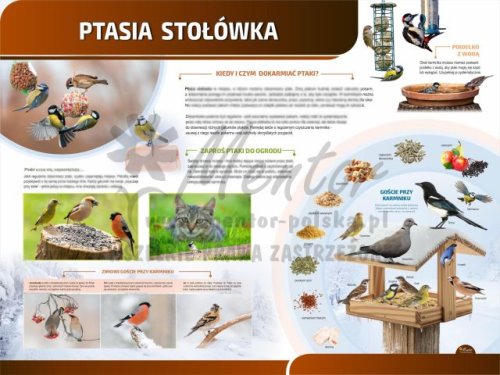 TP21 - Ptasia stołówka.jpg