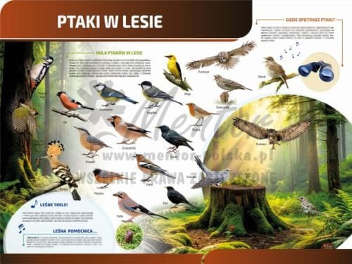 TP19 - Ptaki w lesie sklep.jpg