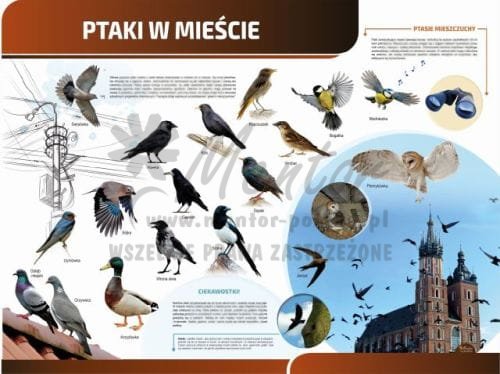 TP20 - Ptaki w mieście sklep.jpg