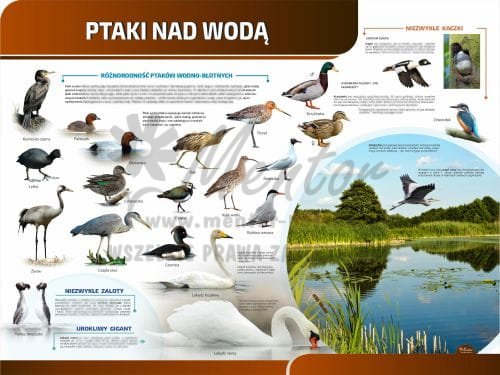 TP22 - Ptaki nad wodą.jpg