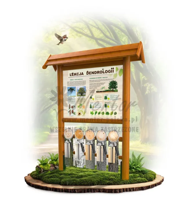Lekcja dendrologii - wersja podstawowa_dąb