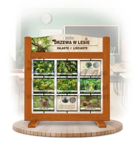Seria poznawcza (gra mobilna) - Drzewa w lesie - iglaste i liściaste kolor dąb