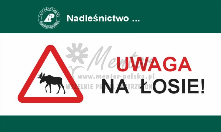 Tablica ostrzegawcza - uwaga na łosie, przeznaczona dla lasów państwowych