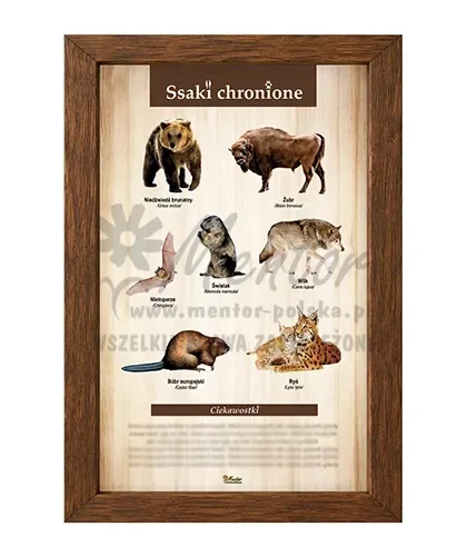 Tablica - Ssaki chronione_brąz