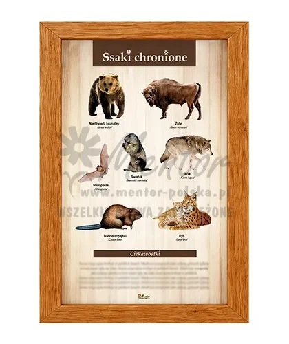 Tablica - Ssaki chronione_dąb