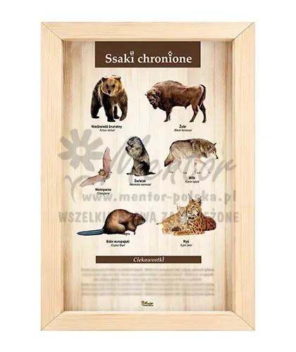 Tablica - Ssaki chronione_bez impregnatu