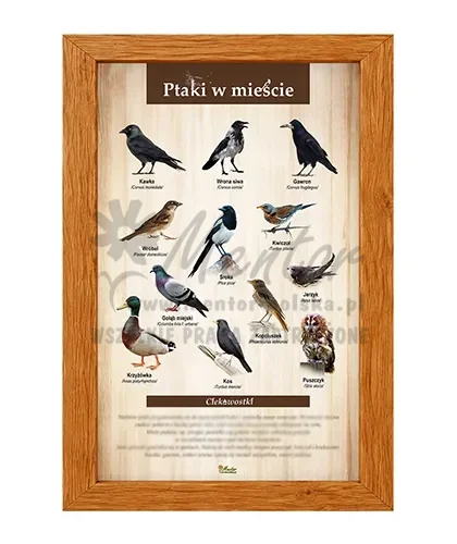 Tablica - Ptaki w mieście_dąb