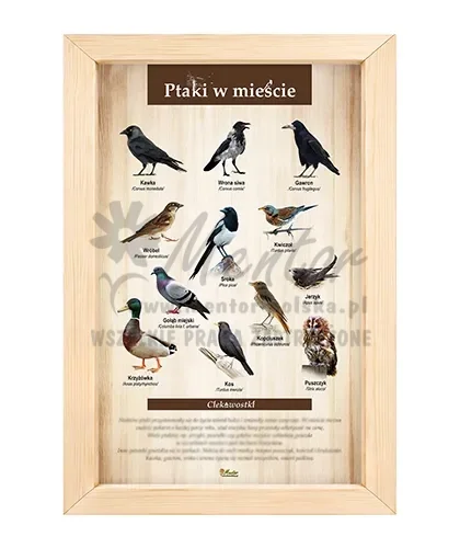 Tablica - Ptaki w mieście_bez impregnatu