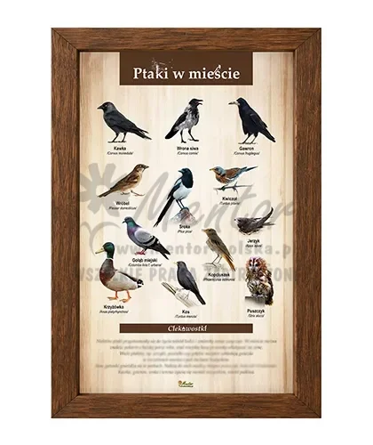 Tablica - Ptaki w mieście_brąz