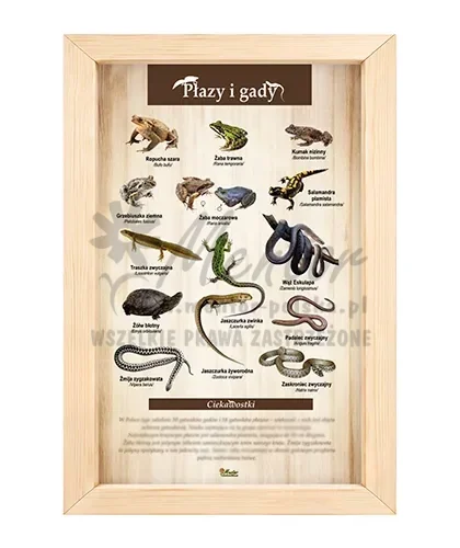 Tablica - Płazy i gady_bez impregnatu