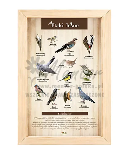 Tablica - Ptaki leśne_bez laminatu