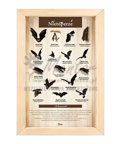 Tablica - Nietoperze_bez laminatu