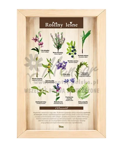 Tablica - Rośliny leśne_bez laminatu