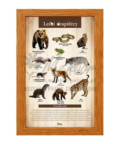 Tablica - Leśni drapieżcy_dąb