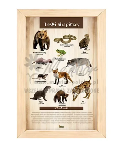 Tablica - Leśni drapieżcy_bez laminatu