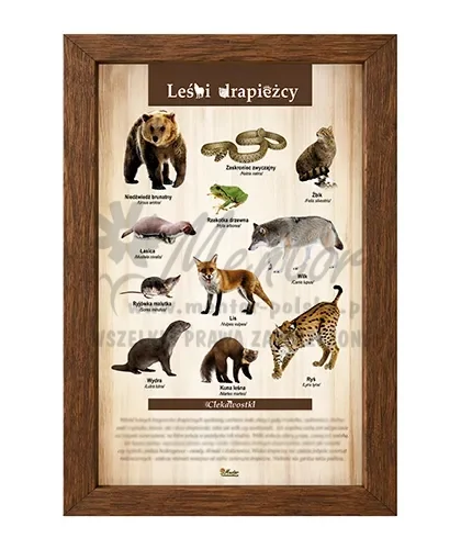 Tablica - Leśni drapieżcy_brąz