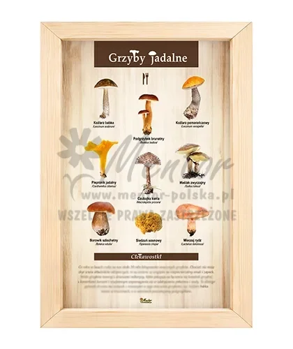 Tablica - Grzyby jadalne_bez laminatu