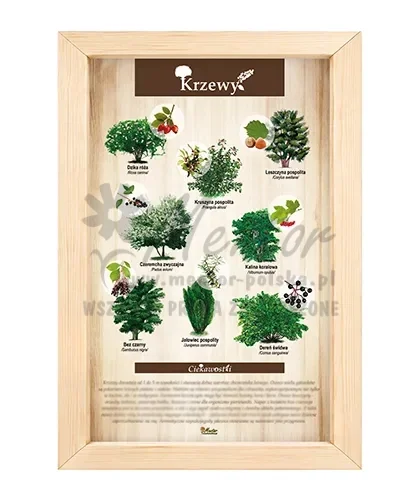 Tablica - Krzewy_bez laminatu