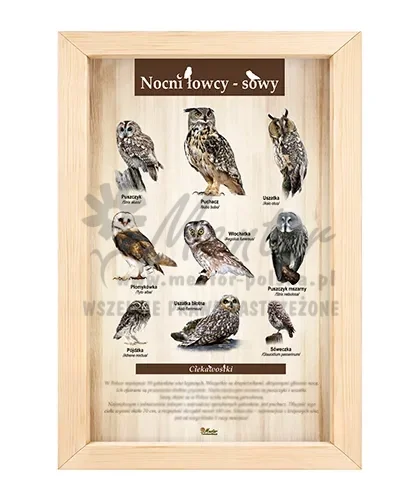 Tablica - Nocni łowcy - sowy_bez laminatu