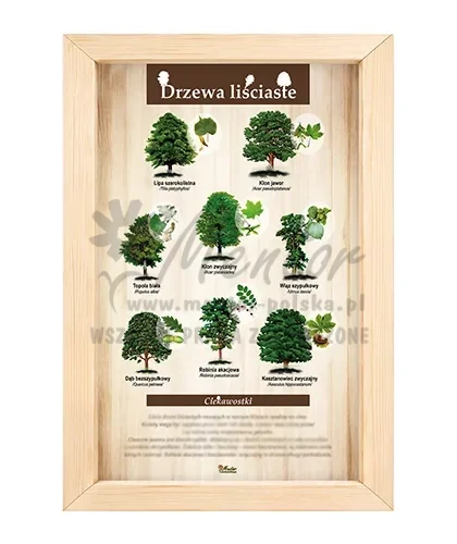 Tablica - Drzewa liściaste II_bez laminatu