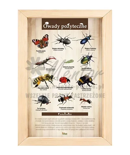 Tablica - Owady pożyteczne_bez laminatu