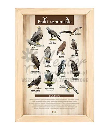 Tablica - Ptaki szponiaste_bez laminatu