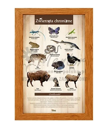 Tablica - Zwierzęta chronione_dąb