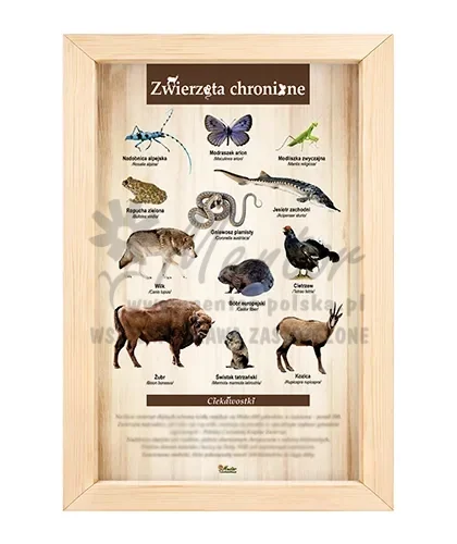 Tablica - Zwierzęta chronione_bez laminatu
