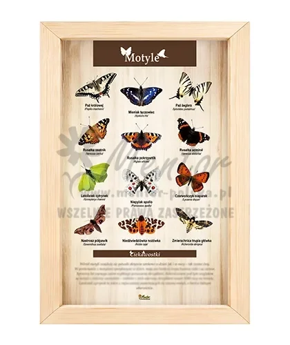 Tablica - Motyle_bez laminatu