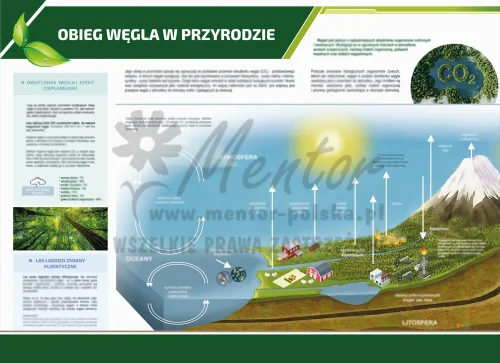 obieg wegla w przyrodzie_webp.webp