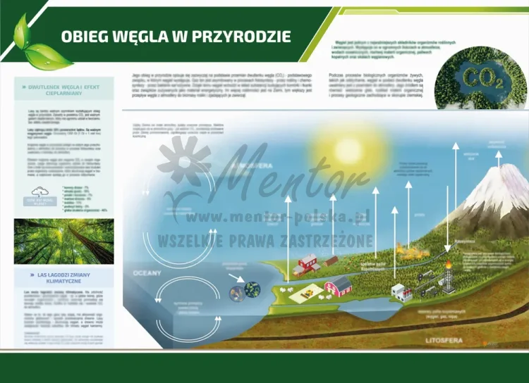 obieg wegla w przyrodzie_webp.webp