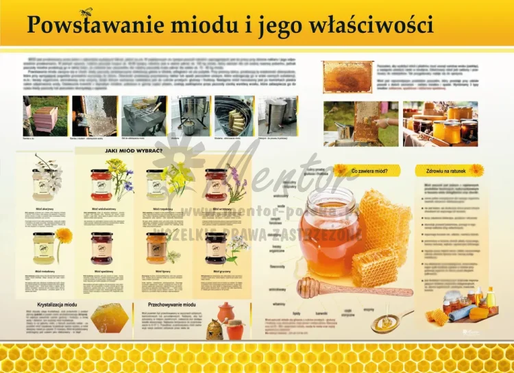 PROMOCJA! Tablica edukacyjna - Powstawanie miodu II