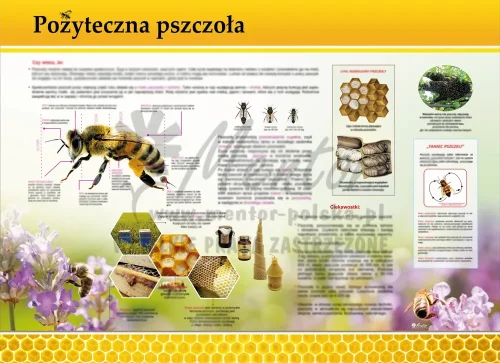 PROMOCJA! Tablica edukacyjna - Pożyteczna pszczoła
