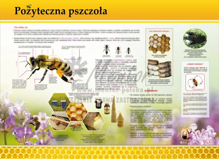 PROMOCJA! Tablica edukacyjna - Pożyteczna pszczoła
