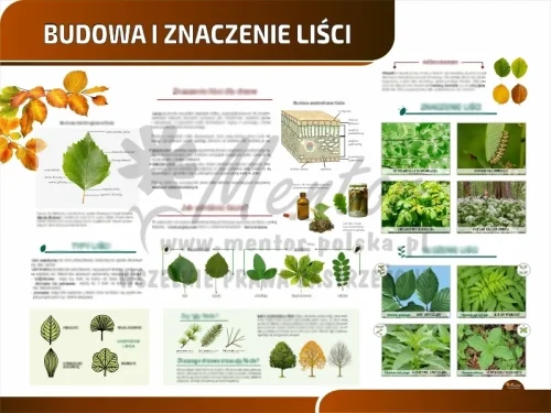 TP23 - Budowa i znaczenie liści_webp.webp