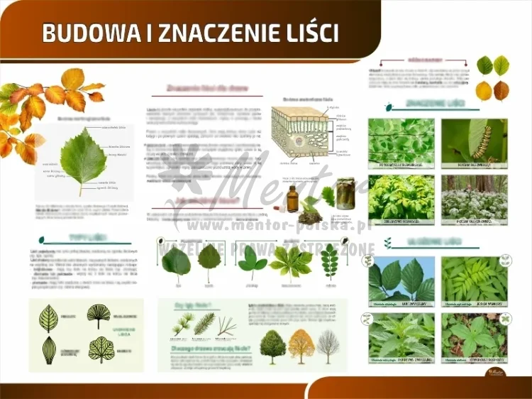 TP23 - Budowa i znaczenie liści_webp.webp