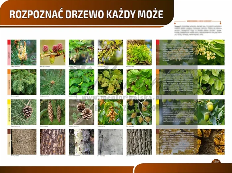Tablica edukacyjna PREMIUM - Rozpoznać drzewo każdy może