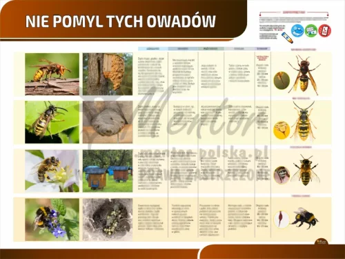 Tablica edukacyjna PREMIUM - Nie pomyl tych owadów