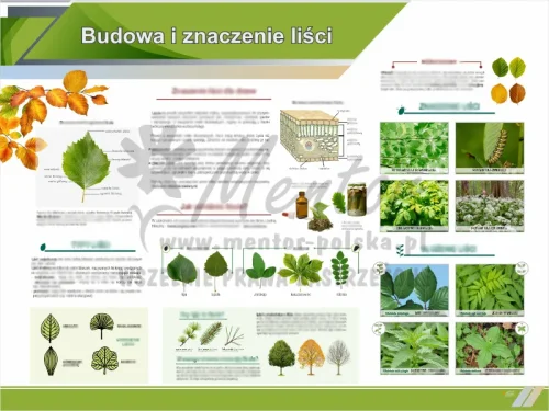 Tablica edukacyjna - Budowa i znaczenie liści II