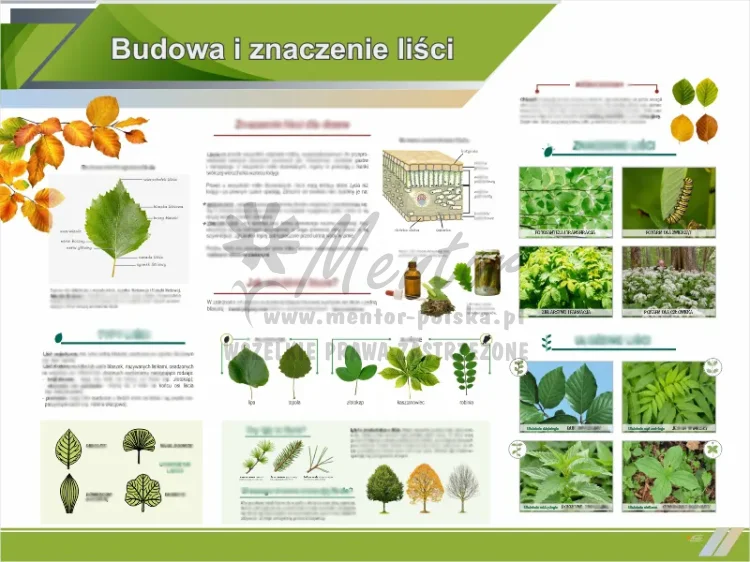 Tablica edukacyjna - Budowa i znaczenie liści II