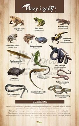 Tablica "Płazy i gady". bez ramki