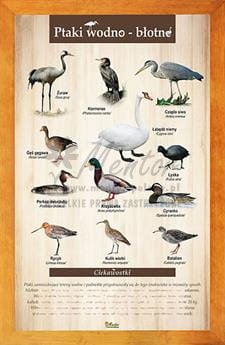 Tablica "Ptaki wodno-błotne" w oprawie drewnianej, kolor pinia