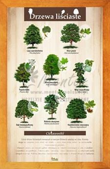 Tablica "Drzewa liściaste II" w oprawie drewnianej, kolor dąb